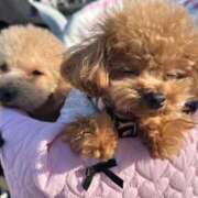 ヒメ日記 2025/12/07 21:33 投稿 ちか☆爆乳ロリ系神カワJK JKサークル