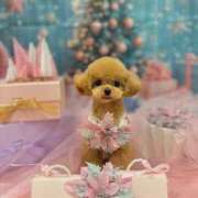 ヒメ日記 2025/12/13 07:00 投稿 ちか☆爆乳ロリ系神カワJK JKサークル