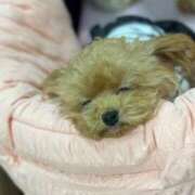 ヒメ日記 2025/12/15 07:00 投稿 ちか☆爆乳ロリ系神カワJK JKサークル