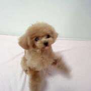 ヒメ日記 2025/12/21 07:01 投稿 ちか☆爆乳ロリ系神カワJK JKサークル