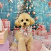 ヒメ日記 2025/12/22 07:00 投稿 ちか☆爆乳ロリ系神カワJK JKサークル