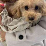 ヒメ日記 2025/12/31 22:29 投稿 ちか☆爆乳ロリ系神カワJK JKサークル