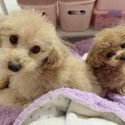 ヒメ日記 2026/01/02 07:01 投稿 ちか☆爆乳ロリ系神カワJK JKサークル