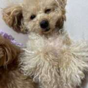 ヒメ日記 2026/01/06 17:00 投稿 ちか☆爆乳ロリ系神カワJK JKサークル