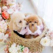 ヒメ日記 2026/01/11 23:23 投稿 ちか☆爆乳ロリ系神カワJK JKサークル