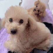 ヒメ日記 2026/01/20 00:05 投稿 ちか☆爆乳ロリ系神カワJK JKサークル