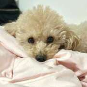 ヒメ日記 2026/02/01 12:12 投稿 ちか☆爆乳ロリ系神カワJK JKサークル