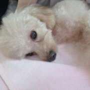 ヒメ日記 2026/02/04 09:17 投稿 ちか☆爆乳ロリ系神カワJK JKサークル