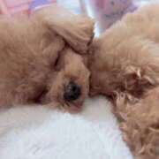 ヒメ日記 2026/02/05 10:15 投稿 ちか☆爆乳ロリ系神カワJK JKサークル