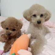 ヒメ日記 2026/02/06 12:43 投稿 ちか☆爆乳ロリ系神カワJK JKサークル