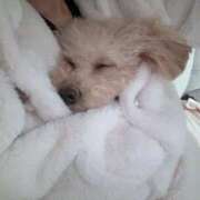 ヒメ日記 2026/02/09 07:01 投稿 ちか☆爆乳ロリ系神カワJK JKサークル