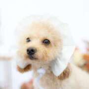 ヒメ日記 2026/02/14 12:11 投稿 ちか☆爆乳ロリ系神カワJK JKサークル