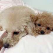 ヒメ日記 2026/02/19 07:02 投稿 ちか☆爆乳ロリ系神カワJK JKサークル