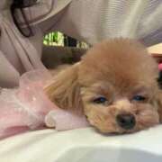 ヒメ日記 2026/02/22 07:01 投稿 ちか☆爆乳ロリ系神カワJK JKサークル