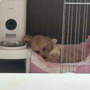 ヒメ日記 2026/03/13 23:33 投稿 ちか☆爆乳ロリ系神カワJK JKサークル