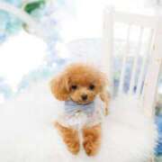 ヒメ日記 2026/03/15 07:00 投稿 ちか☆爆乳ロリ系神カワJK JKサークル