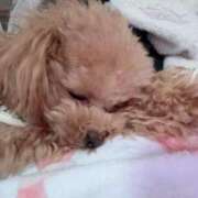 ヒメ日記 2026/03/18 23:05 投稿 ちか☆爆乳ロリ系神カワJK JKサークル