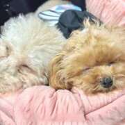 ヒメ日記 2026/03/22 07:00 投稿 ちか☆爆乳ロリ系神カワJK JKサークル