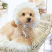 ヒメ日記 2026/03/23 07:08 投稿 ちか☆爆乳ロリ系神カワJK JKサークル