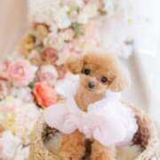 ヒメ日記 2026/03/26 07:16 投稿 ちか☆爆乳ロリ系神カワJK JKサークル