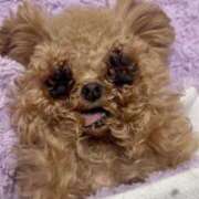 ヒメ日記 2026/03/26 20:46 投稿 ちか☆爆乳ロリ系神カワJK JKサークル