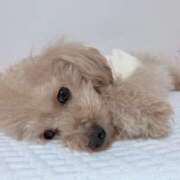 ヒメ日記 2026/03/27 07:02 投稿 ちか☆爆乳ロリ系神カワJK JKサークル