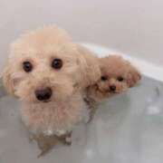 ヒメ日記 2026/03/27 21:22 投稿 ちか☆爆乳ロリ系神カワJK JKサークル