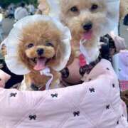 ヒメ日記 2026/04/01 23:27 投稿 ちか☆爆乳ロリ系神カワJK JKサークル