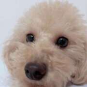 ヒメ日記 2026/04/01 23:56 投稿 ちか☆爆乳ロリ系神カワJK JKサークル