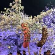 ヒメ日記 2026/04/03 23:43 投稿 ちか☆爆乳ロリ系神カワJK JKサークル