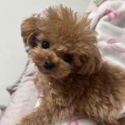 ヒメ日記 2026/04/06 07:31 投稿 ちか☆爆乳ロリ系神カワJK JKサークル