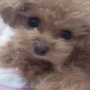 ヒメ日記 2026/04/06 23:55 投稿 ちか☆爆乳ロリ系神カワJK JKサークル