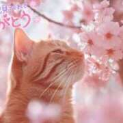 ヒメ日記 2025/04/05 21:31 投稿 桜木 ひな あなたの性癖教えてください 古川店