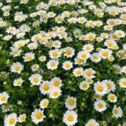 ヒメ日記 2025/05/30 00:21 投稿 桜木 ひな あなたの性癖教えてください 古川店