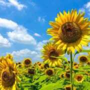 ヒメ日記 2025/07/27 23:31 投稿 桜木 ひな あなたの性癖教えてください 古川店