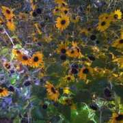 ヒメ日記 2025/07/30 23:11 投稿 桜木 ひな あなたの性癖教えてください 古川店