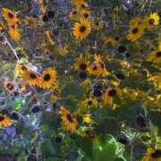 ヒメ日記 2025/08/30 17:33 投稿 桜木 ひな あなたの性癖教えてください 古川店