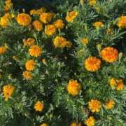 ヒメ日記 2025/10/01 10:02 投稿 桜木 ひな あなたの性癖教えてください 古川店