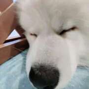 ヒメ日記 2025/01/10 16:54 投稿 あんず 丸妻 横浜本店