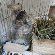 ヒメ日記 2025/04/26 09:28 投稿 あんず 丸妻 横浜本店