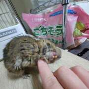 ヒメ日記 2025/05/13 19:50 投稿 あんず 丸妻 横浜本店