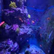 ヒメ日記 2024/12/19 12:42 投稿 ありさ 熟女家 堺東店