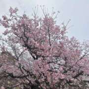 ヒメ日記 2025/04/04 16:48 投稿 ありさ 熟女家 堺東店