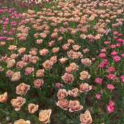 ヒメ日記 2025/05/19 07:34 投稿 べる マリン宮殿水戸店