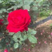 ヒメ日記 2025/06/06 17:18 投稿 べる マリン宮殿水戸店