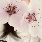 ヒメ日記 2025/03/29 12:59 投稿 さやか 胡蝶蘭