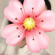 さやか こんばんは 胡蝶蘭