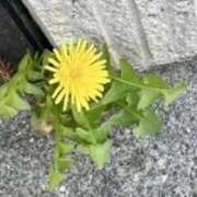 ヒメ日記 2025/04/10 08:16 投稿 まあさ もしも優しいお姉さんが本気になったら...横浜店