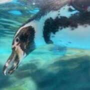 ヒメ日記 2026/02/13 23:29 投稿 まあさ もしも優しいお姉さんが本気になったら...横浜店