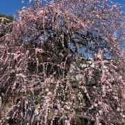 ヒメ日記 2026/02/21 23:39 投稿 まあさ もしも優しいお姉さんが本気になったら...横浜店